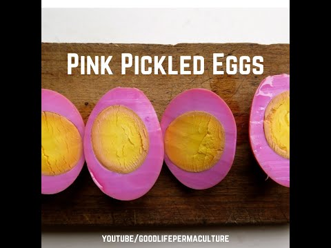 Vibrant Pink Pickled Eggs: Backyard Chicken Abundance Recipe