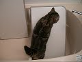 Scottish Fold Maru plays in the bathroom