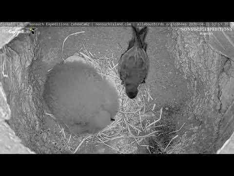 Leach's Storm-Petrel Returns To Cahow Cam Burrow For First Time In 2020 – April 22, 2020