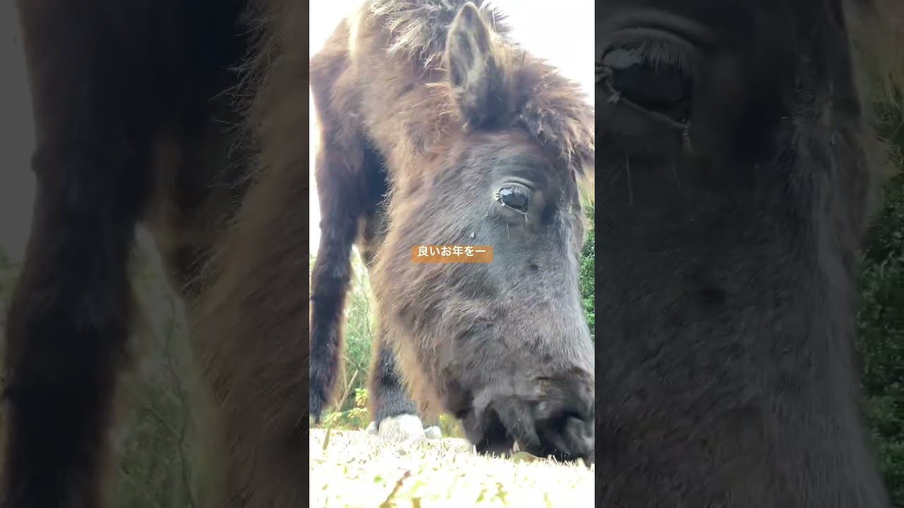 今年もお世話になりました🐎