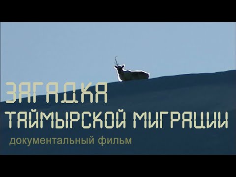 , title : 'Таймыр. Дикие северные олени. Миграция. Nature of Russia.'