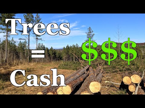 Make Money From Your Trees! - Timber Company Clearcut Our Property - See How Much We Got Paid!
