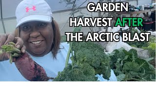 The Garden AFTER the Arctic Blast| December Garden Zone 7