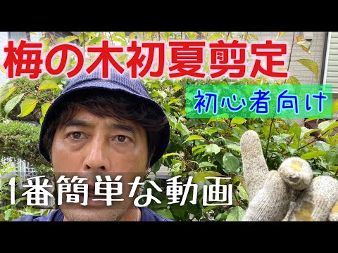 梅の木の剪定はいつ、どのように行うのですか？知っておくべきことすべて、そしてそれ以上！  庭園