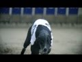 Greyhounds in Motion 