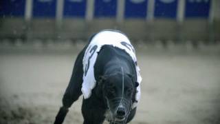Greyhounds in Motion