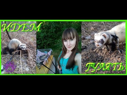 Ремонт машины!Гуляем с хорьками!