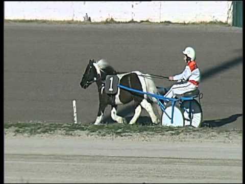 Trotto 29/11/2015 - Corsa Pony