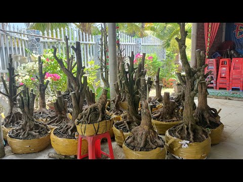 Time to pot large-angle yellow apricot embryos (March 26) | Yellow apricot care techniques | Thua...