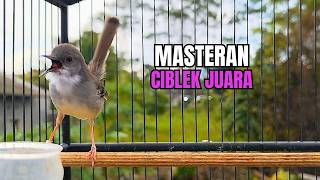 Download lagu CIBLEK GACOR NGEBREN variasi melimpah buat Pancingan Ciblek Semi bahan jadikan ciblek kristal gacor mp3 Download lagu CIBLEK GACOR NGEBREN variasi melimpah buat Pancingan Ciblek Semi bahan jadikan ciblek kristal gacor mp3