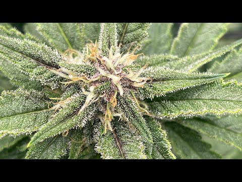 AUTOFLOWERS 3X3 GROW SERIES AT WEEK 4 IN FLOWER