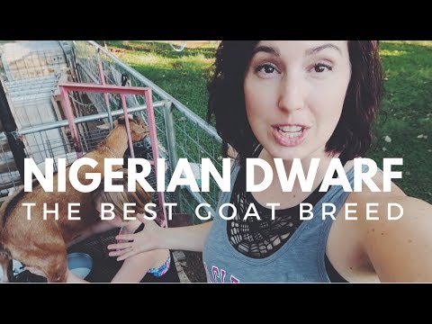 NIGERIAN DWARF GOATS: Why you'll fall in love with this breed!
