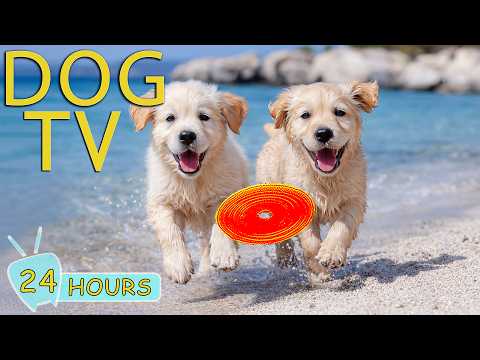 DOG TV for Dogs to Watch: Best Videos Entertain & Relax All Day for Dogs - Collection Music for Dogs
