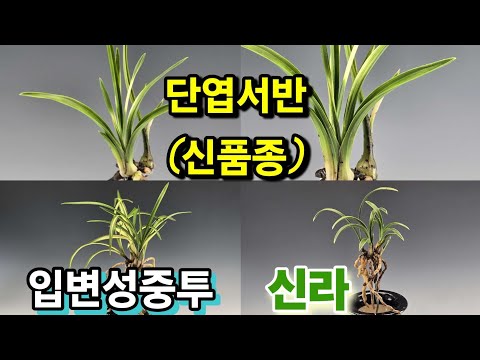 유튜브 썸네일