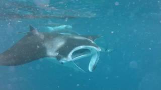 preview picture of video 'Snorkeling with Manta Rays on the Maledives - 01'