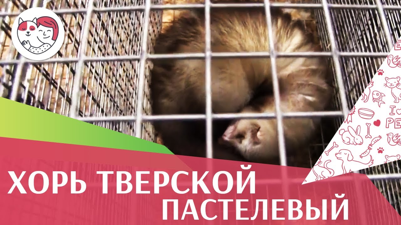 ХОРЬ ТВЕРСКОЙ ПАСТЕЛЕВЫЙ Агропромышленная выставка Золотая осень 2016 iLikePet