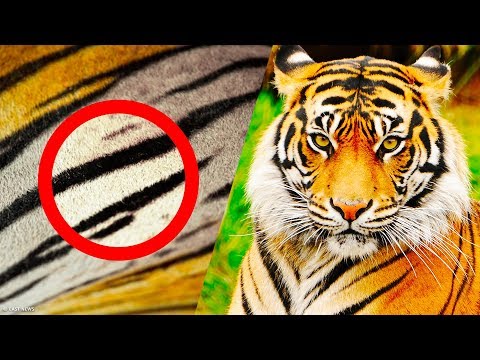 25 interessante Dinge, die du bisher nicht gewusst hast