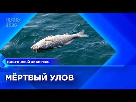 Почему в Бурятии гибнет рыба? | «Восточный экспресс» | новости Улан-Удэ