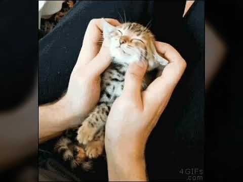 Los gatitos mas hermosos