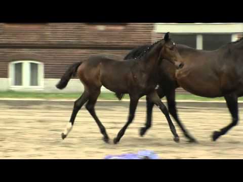 Stutfohlen v. Cormint - Casall