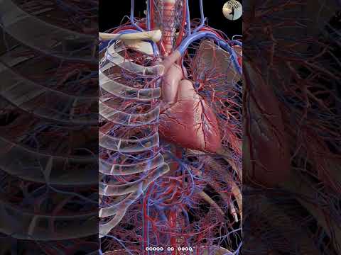 3D Heart Function #shorts #heart #short #anatomy