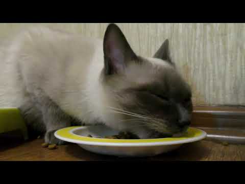 Cat Eating Dry Food from the plate