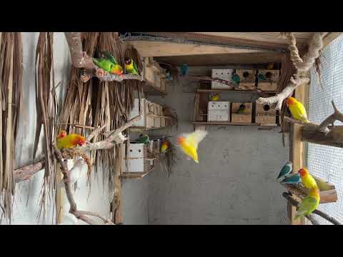 Salma Kafes Üretimi Part5 (Doğal Ortam) #keşfet #cennetpapağanı #viral #takipet #doğalyaşam #fyp 