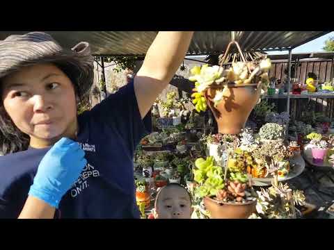 #senđáđẹp ##succulent #REST .17.07.2022