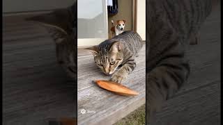 猫に鰹節　ことわざ　#sora2
