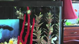 Seahorse Dance Fever