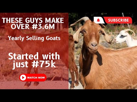 These guys make over #3.6m yearly profit selling goats: Find out how they do it.