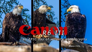 R6 III at Lake Casitas | Eagles | Bobcat | deer - 3 lenses  - an EPIC day of wildlife photography 📷