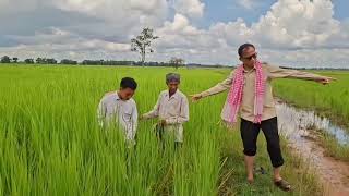 ភាពខុសគ្នារវាងការធ្វើស្រែតាមគោលការណ៍ស្រែល្អនិង ស្រែទូទៅ