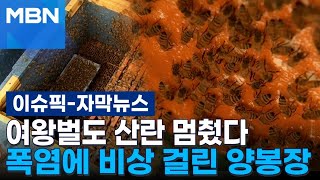 [자막뉴스] 여왕벌도 산란 멈췄다…폭염에 비상 걸린 양봉장 | 이슈픽