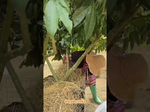 ไอเดียทำเล้าไก่ 🐓ช่วยเพิ่มผลผลิตได้ดีขึ้น #shorts