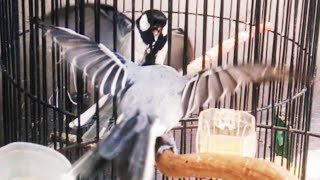 Download lagu suara gelatik batu tarung ini, cocok untuk menaikan emosi burung gelatik batu anda. mp3