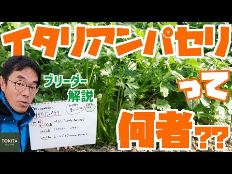 赤毛のタナガー (Piranga ludoviciana)
