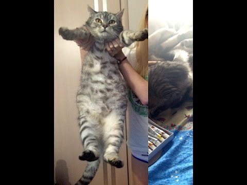 Беременная кошка и котята шевелятся у неё в животике. Кошка Хамса