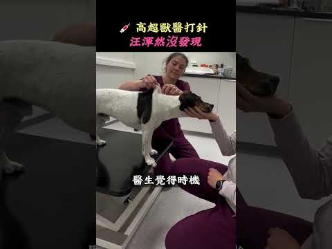 怕打針狗狗去醫院，獸醫用神級假動作+零食大法，打完狗狗竟還在開心等肉乾！#shorts