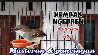 Download lagu Masteran Ciblek Ngebren variasi dengan tembakan 6 variasi Lagu mp3 Download lagu Masteran Ciblek Ngebren variasi dengan tembakan 6 variasi Lagu mp3