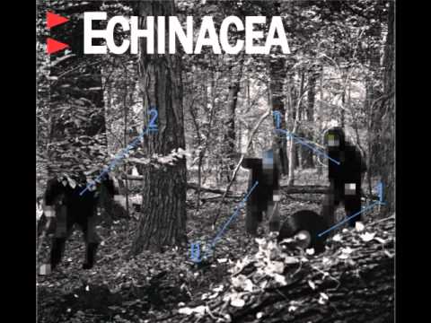 Echinacea - Mały Świat Wita Nas