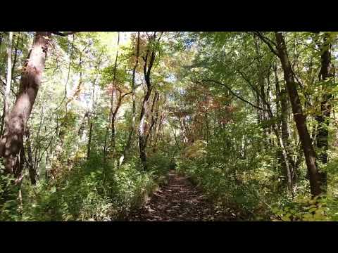 drone flight through the woods.