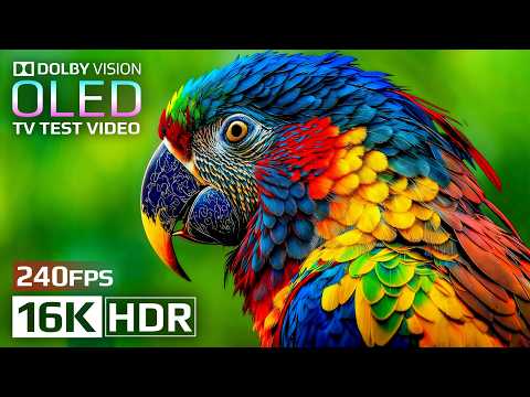 Beautiful OLED Test Demo | 16K HDR 240 fps Dolby Vision (4K/8K TV Video)