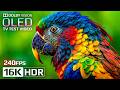 Beautiful OLED Test Demo 16K HDR 240 Fps Dolby Vision 4K 8K TV Video