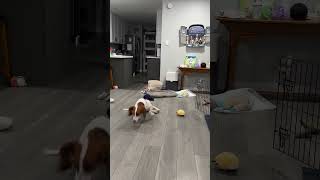 Video preview image #1 Basset Hound Puppy For Sale in Petaluma, CA, USA