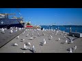 Seagull Mayhem
