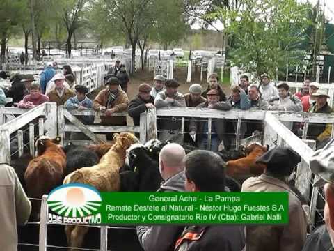 Gral Acha  La Pampa  Remate Destete al natural 22 05 2016