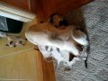 Siamese Kittens Nursing The Whole Herd