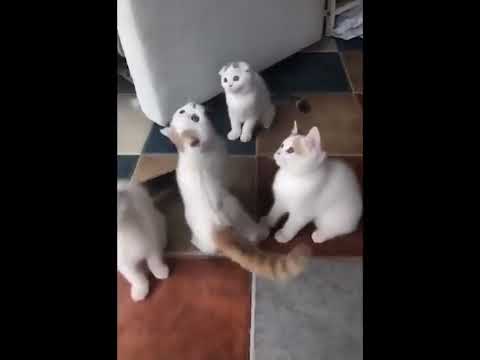 funniest animal videos of 2022 - funny golden retriever btdogs and cutest golden puppies  V.18470 #