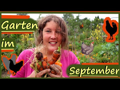 Selbstversorgergarten im 🥕 September │Tiere & Gemüsepflanzen